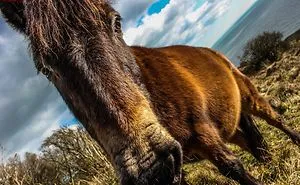 10+ Photos Of Animals Around Dover
