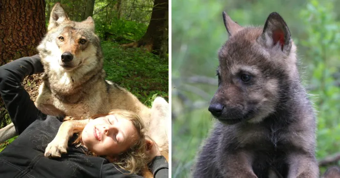 How I As French Man Ended Up Volunteering At A Wolf Sanctuary In Russia