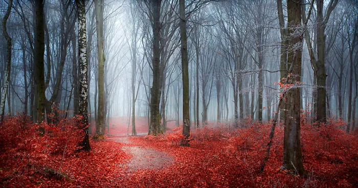 I Captured 'Stories Of The Forests' Inspired By My Grandmother's Tales