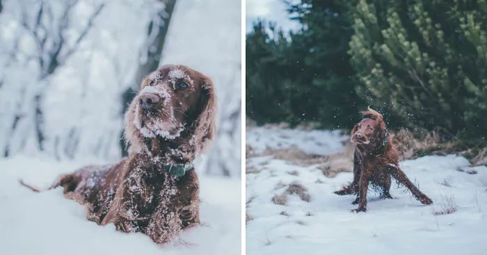 My Lovely Dog Boony Finds Happiness In Every Season