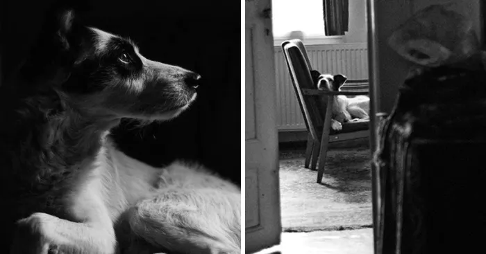This Dog Was Left By Two Of His Owners, But Then We Saw Him, And Knew He Was The One