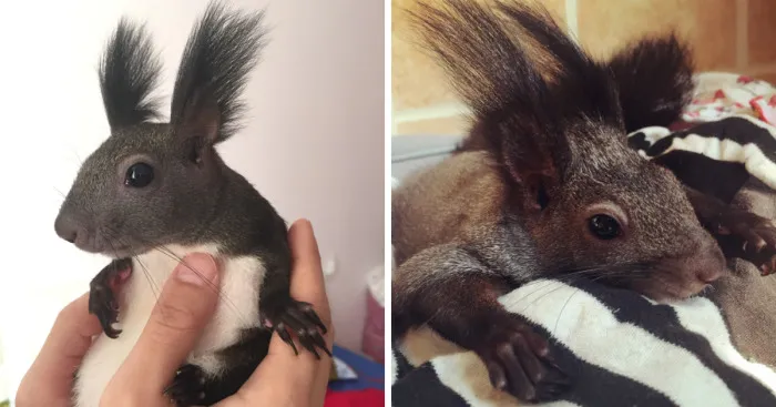 Meet My Little Squirrel Tuotuo