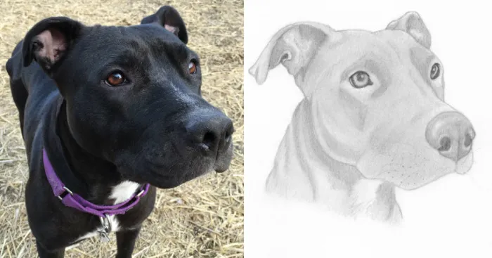 I Draw Portraits Of Pets To Help Save The Lives Of Less Fortunate Animals