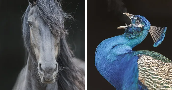 I Lived In A Farm Among Horses And Peacocks And Captured These Mythical Animals