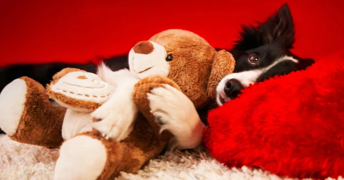 I Photographed My Labrador Lisa And Her Friends Muffin And Nefeli Celebrating Valentine's Day