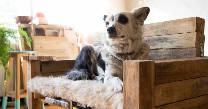 We Make Furniture For Pets Because We Love Animals, Design And Each Other