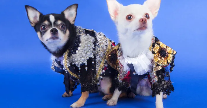I Created Little Matador Costumes For Pets