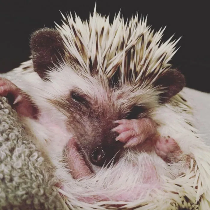 No More Pictures Please!