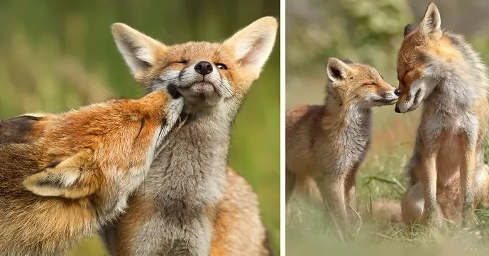 Foxy Love: Photographer Proves That Foxes Are Extremely Loving Creatures (11 Pics)