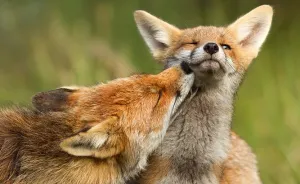 Foxy Love: Photographer Proves That Foxes Are Extremely Loving Creatures (11 Pics)