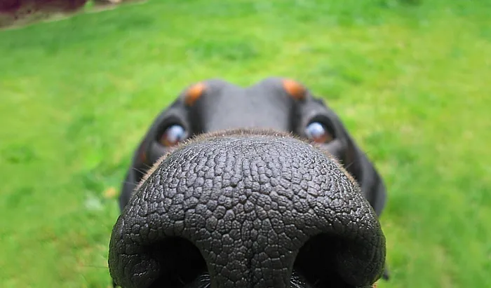 Hello, Sniff Sniff