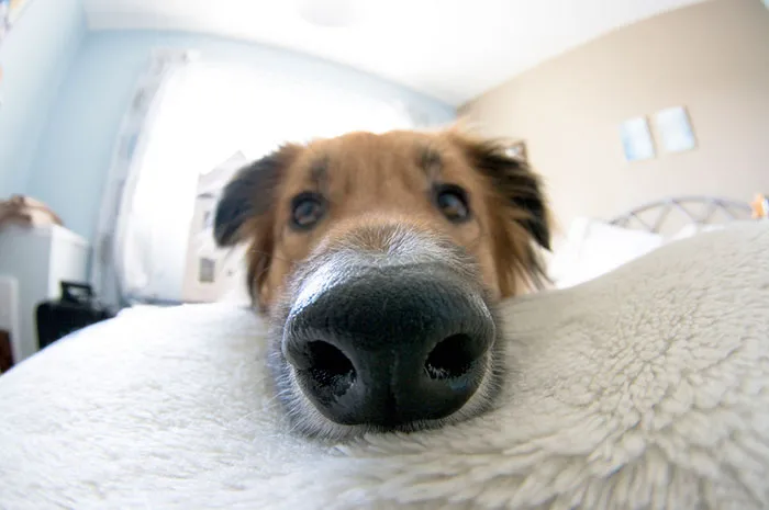 Bella's Big Nose