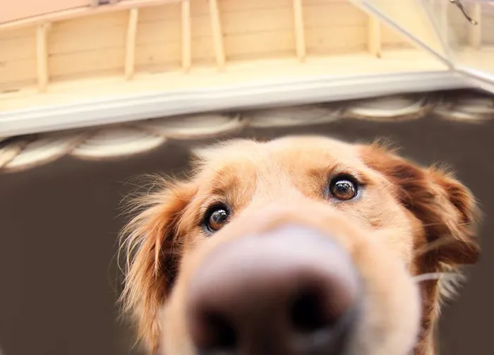 Chuppy Is Always Too Close To The Camera