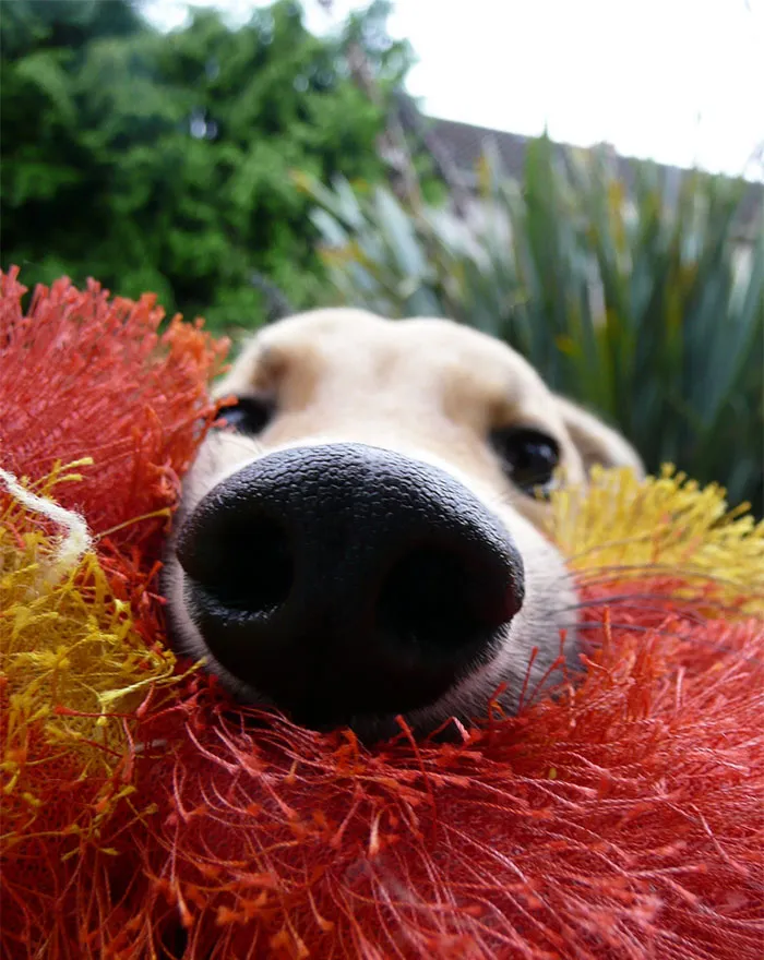 Floyd's Big Nose