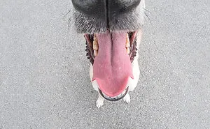 105 Nosy Dogs Who Want To Know What You're Doing