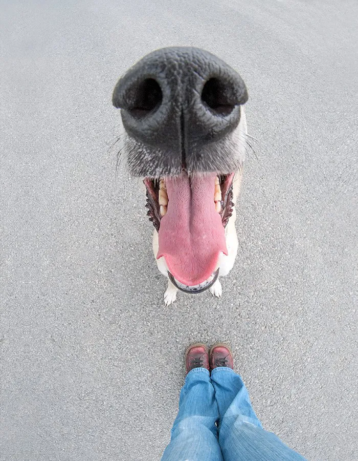 Happy Dog Looking Upward