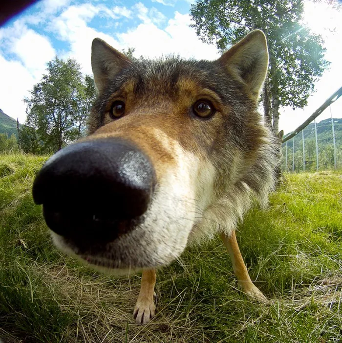 Dog Nose