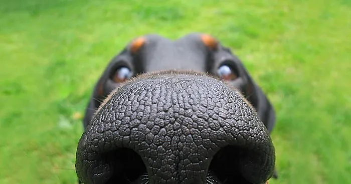 105 Nosy Dogs Who Want To Know What You're Doing