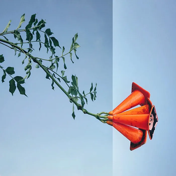 Trumpet Vine + Traffic Cones