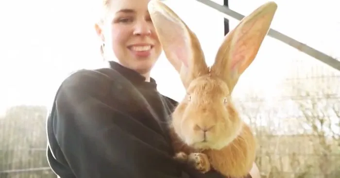 This Adorable Dog-Sized Rescue Rabbit Is Looking For A New Home