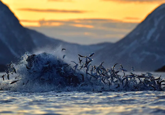 A Humpback While Taking A Mouth Full Of Fresh Herring