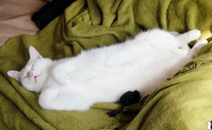 Happy Kitty, Sleepy Kitty,
Purr, Purr, Purr