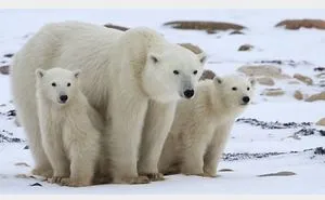 Help Ice Bear Celebrate World Polar Bear And Pokémon Day