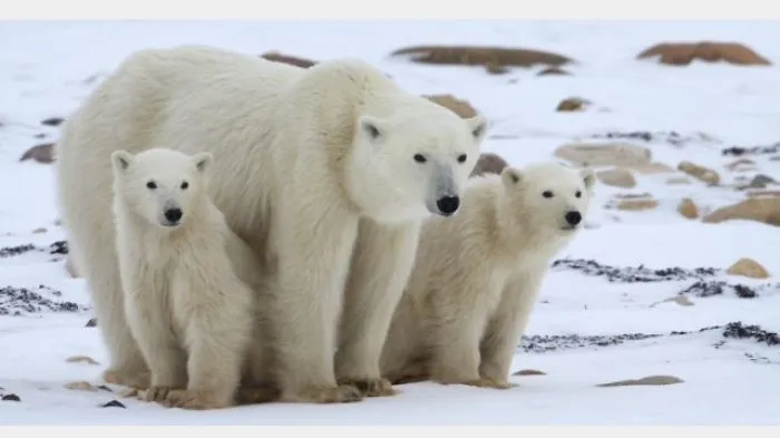 Help Ice Bear Celebrate World Polar Bear And Pokémon Day