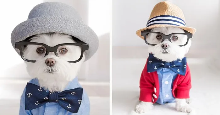 Meet Our Hipster Dog Toby, The Ryan Gosling Of Dogs