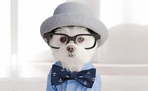 Meet Our Hipster Dog Toby, The Ryan Gosling Of Dogs