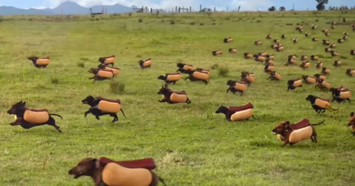 Hilarious Wiener Dog Stampede In Heinz Super Bowl Ad