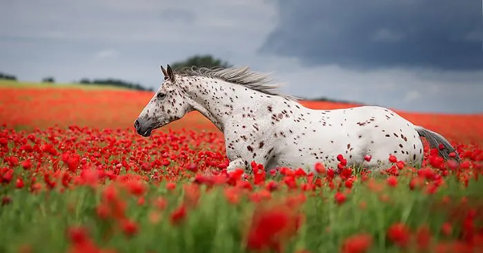 Instead Of Getting A Boring Office Job, I Followed My Dream To Become A Horse Photographer