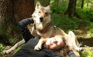 How I As French Man Ended Up Volunteering At A Wolf Sanctuary In Russia