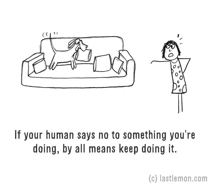 How To Be A Dog (21 Pics)