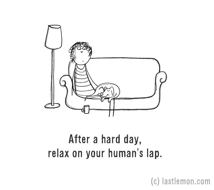How To Be A Dog (21 Pics)