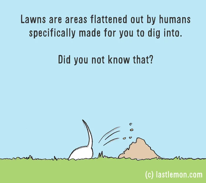 How To Be A Dog (21 Pics)