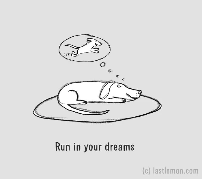 How To Be A Dog (21 Pics)
