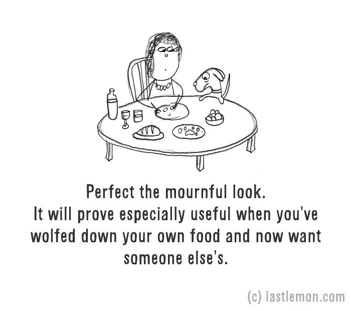 How To Be A Dog (21 Pics)