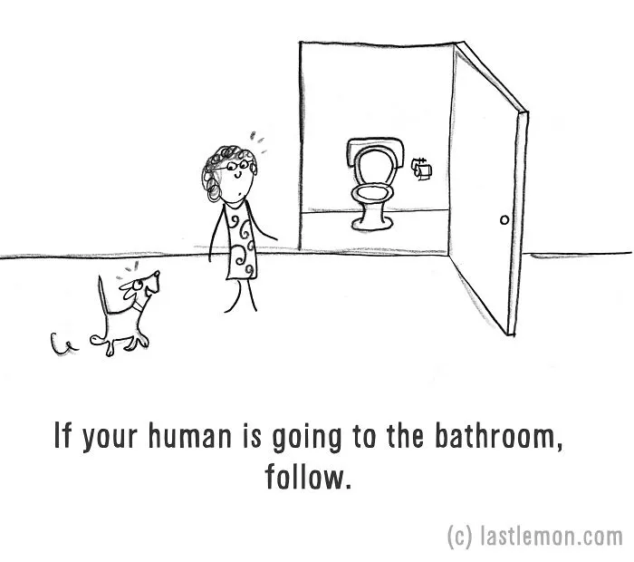 How To Be A Dog (21 Pics)