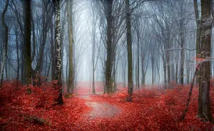 I Captured 'Stories Of The Forests' Inspired By My Grandmother's Tales