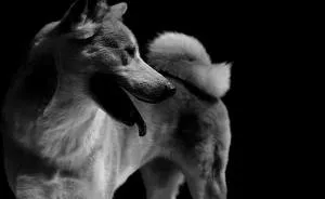 I Photograph The Natural Behaviour Of Dogs In Black And White