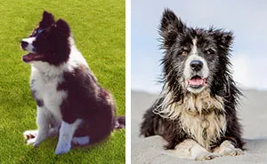 A Dog Who Vanished Without A Trace 7 Years Ago Finally Reappeared,  And I Did His Photoshoot