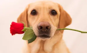 I Photographed My Labrador Lisa And Her Friends Muffin And Nefeli Celebrating Valentine's Day