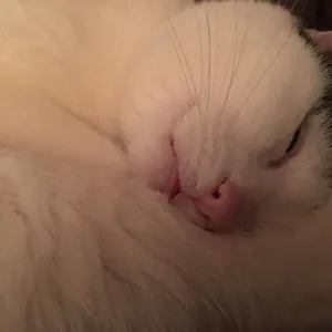 Cat Fin