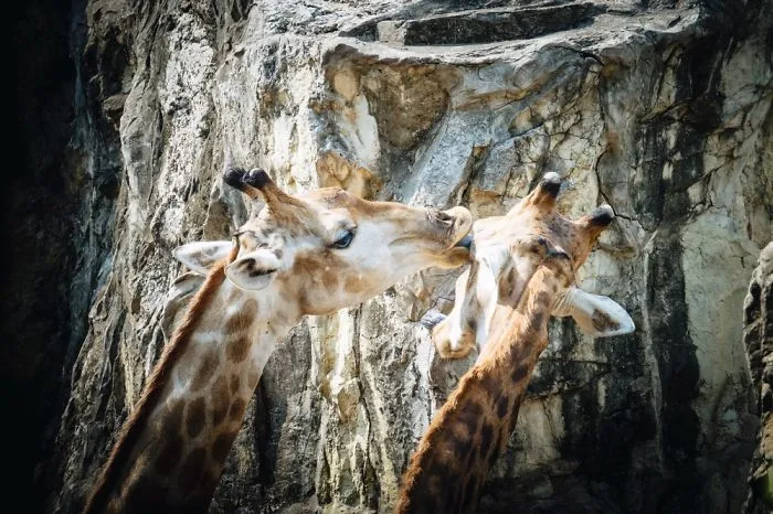 Giraffe Kiss