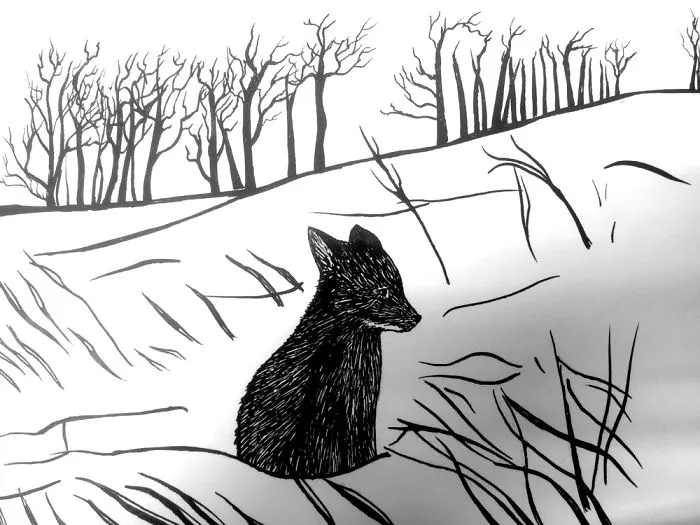 The Rare Beauty Of Black Foxes (45 Pics)