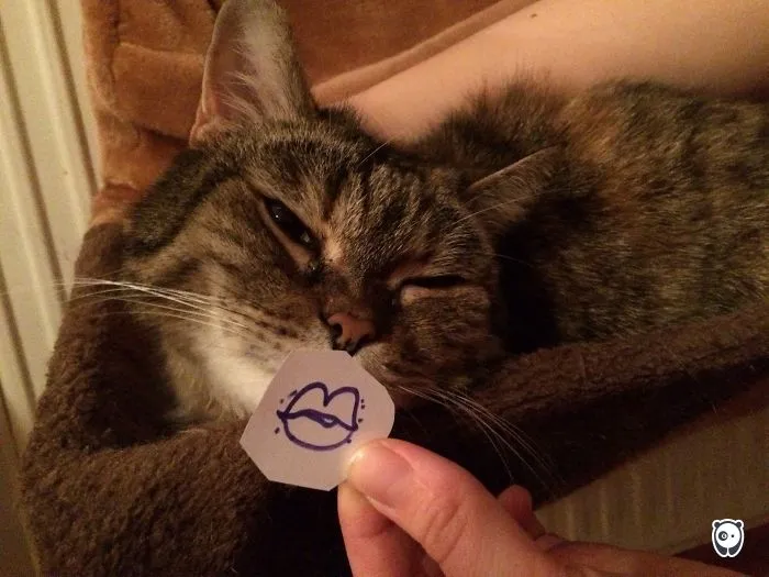 Duckface Cat