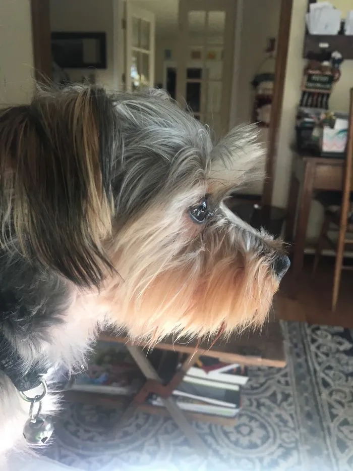 I Decided To Photograph Every Day I Of My Dogs Life, Here's When He Was Waiting For My Mom..