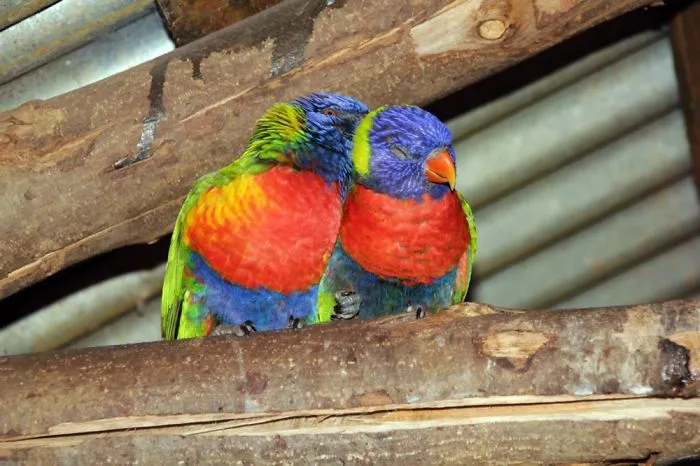 Loris Kiss