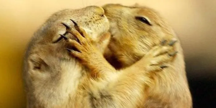 Happy Valentin